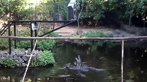 feeding crocodile