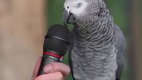 parrot funny