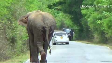 Sri Lanka Wild Elephant Attack | Surviving a Wild Elephant Attack_ Van on a Jungle Road