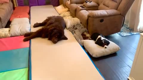 Tumble_mat_makes_perfect_bed_for_giant_Newfie_#Shorts(360p).mp4