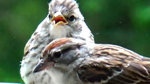 Chirping Sparrows