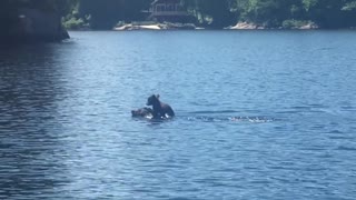 Mother Bear Swims with Cub atop Her Head