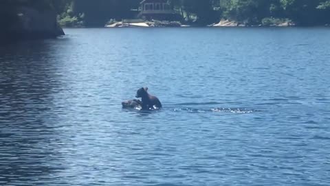 Mother Bear Swims with Cub atop Her Head