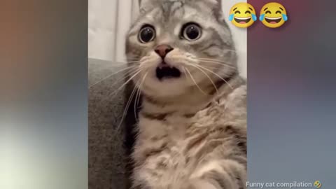 Best Funny Animal videos