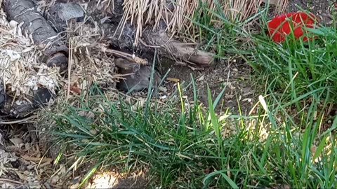 🥰 Tiniest Wild Baby Vole Ever Recorded