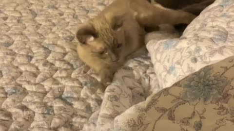 Kittens play fighting