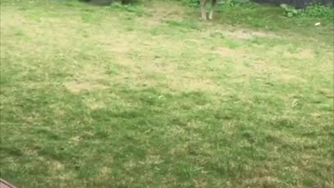 Backyard Roo Shenanigans