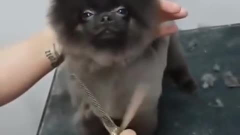 Dancing to music whilst getting his doggy trim!