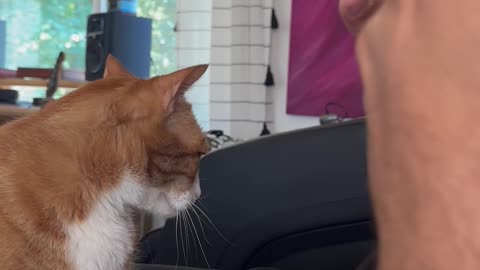 Orange Cat Gives High Five