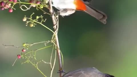 Bird training