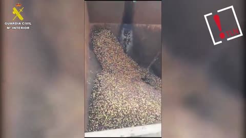 Estafa en Sevilla: inmovilizan 23 toneladas de aceite y 25 de aceitunas