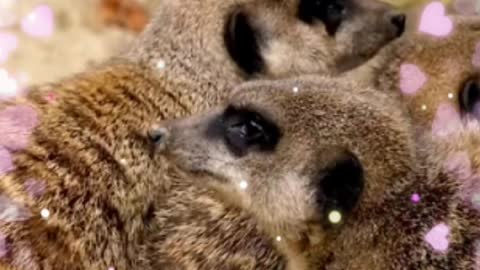 Cute MeerKat🥰🥰🥰🥰🥰🥰 Playing/Beautiful MeerKat 🥰🥰🥰🥰🥰 Playing Video #Shorts