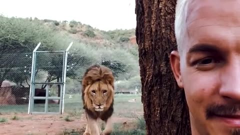 Can Humans TRUST Lions! #shorts #youtube