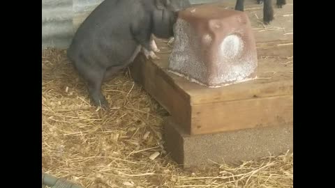 SNAPPIN' GRANNIES - SIA THE POTBELLY PIG