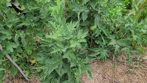 A Quick Look At 2 Dwarf Purple Reign Tomato Plants