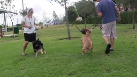 Dog to Dog Aggression instructional video Preview