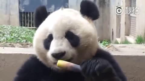 Adorable Giant Panda Eating Bamboo Shoots (true ASMR video)