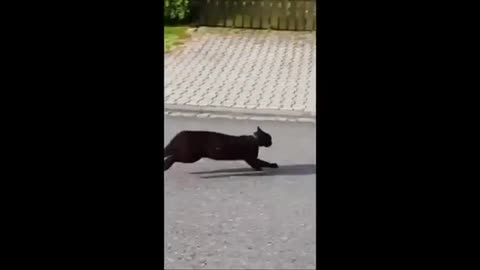 Funny cat video