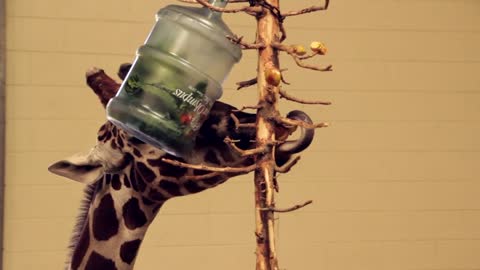 Giraffe in Captivity