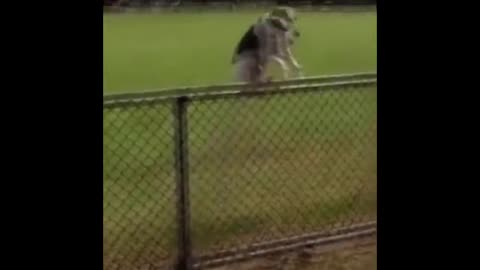 Funny Dogs Getting in On some Action