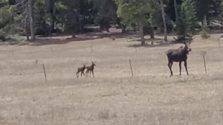 Baby Moose Stumbles over Fence Wire