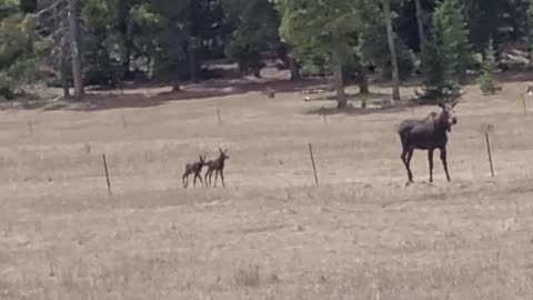 Baby Moose Stumbles over Fence Wire