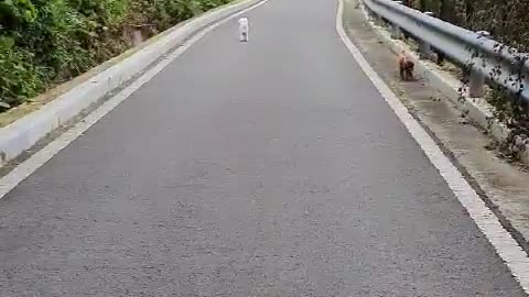 Dog running at the owner's call