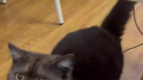 Cute Cat Video