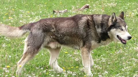 Husky Sled Dog Dog Eyes Fur Snow Dog Face Snout