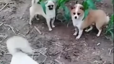 Funny Dog shorts video# tranding #viral #Funny #tiktok #comedy #short# videos# short#