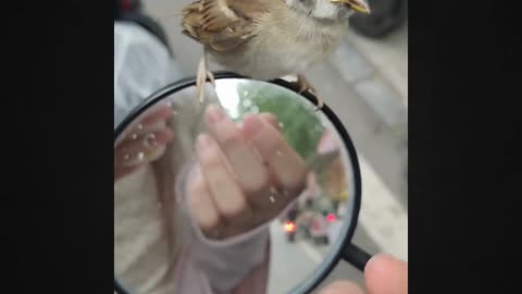 Heartwarming Moment: A Tiny Bird Becomes My Friend! 💕