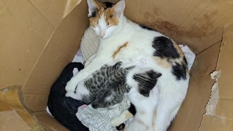 Mother Cat is nursing her cute and baby Kittens. Cute baby kittens are playing