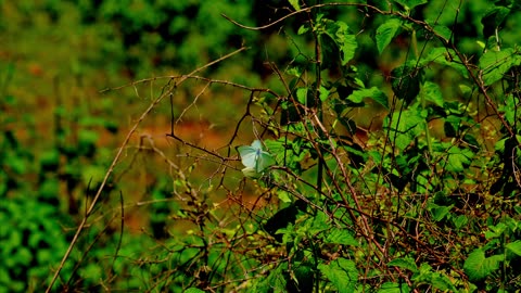 Butterfly Mating in Nature | Nikon Z8 + Nikon Z 180-600mm