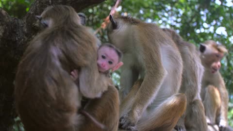 Mother and Baby Monkey by Videvo