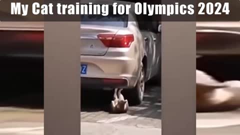 My Cat training for Olympics 2024.