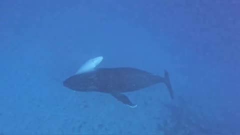 Divers off the coast of Tonga encountered a rare “fully white humpback baby whale” 🐳 with its mother