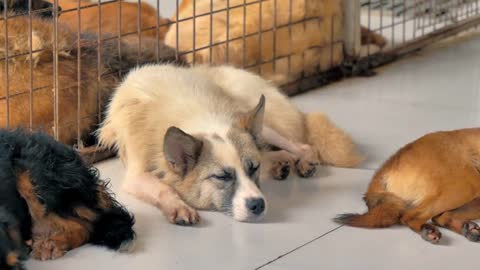 Lonely stray dog lying on the floor in shelter, suffering hungry miserable life