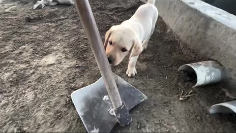 Dodo and shooter dogs fun in garden 🏡