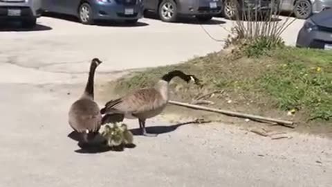 Two Birds & Kids on Road