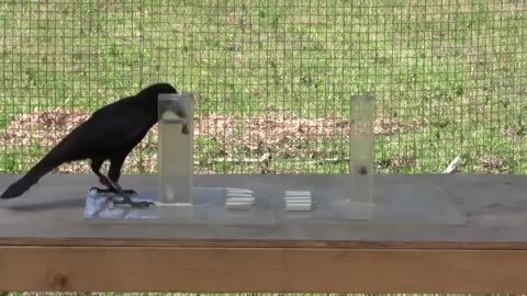 Causal understanding of water displacement by a crow