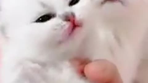 Cats funny video