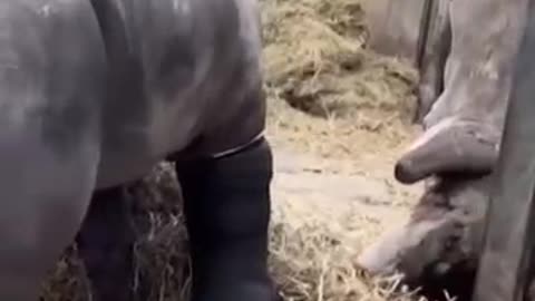 Medical team used horse knowledge to perform surgery on a Rhino