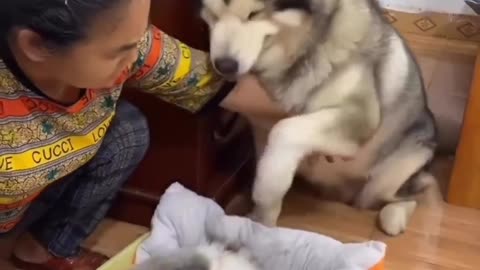 Dog crying 😭 dog have small puppies but owner don't Chance to touch