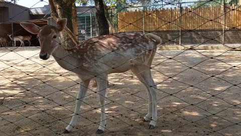 At the Taman Zoo in Indonesia