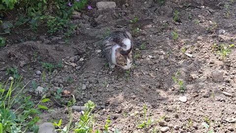 Cute street cat eating food.