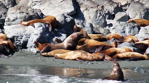 Sea Lions Enjoying the Kenai Fjords, Alaska