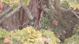 Hummingbird Cleaning Himself in Tree