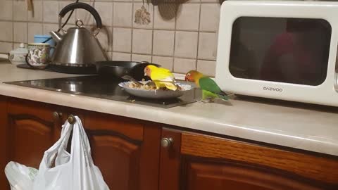 2 funny parrots