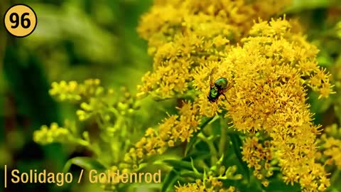 BEAUTIFUL FLOWERS