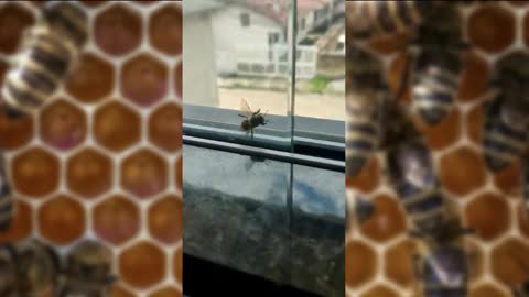 😮😮😮Saving the bee stuck in the window😍😘🥰